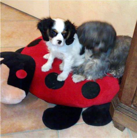 Publication : du clos de la Cigalière