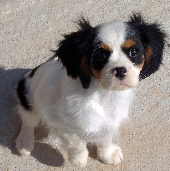 Publication : du clos de la Cigalière