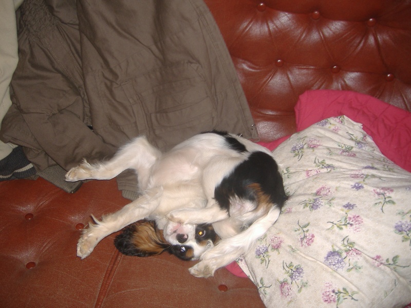 Publication : du clos de la Cigalière