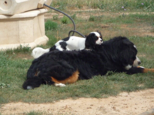 Publication : du clos de la Cigalière