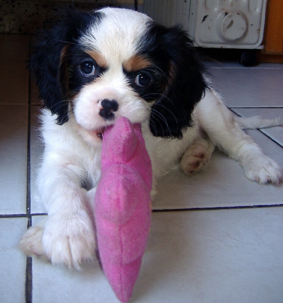 Publication : du clos de la Cigalière