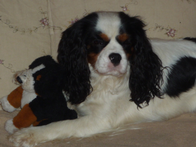 Publication : du clos de la Cigalière