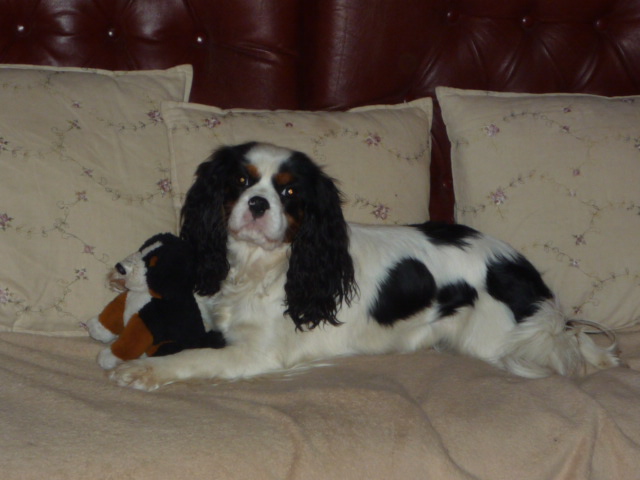 Publication : du clos de la Cigalière