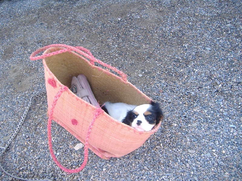 Publication : du clos de la Cigalière