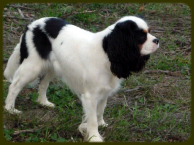 Publication : du clos de la Cigalière