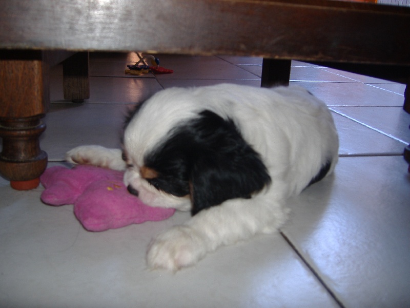 Publication : du clos de la Cigalière