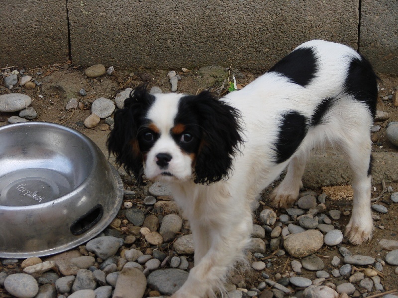 Publication : du clos de la Cigalière