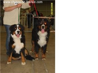 Valcom de la Ferme du Rotour - Meilleur de Race