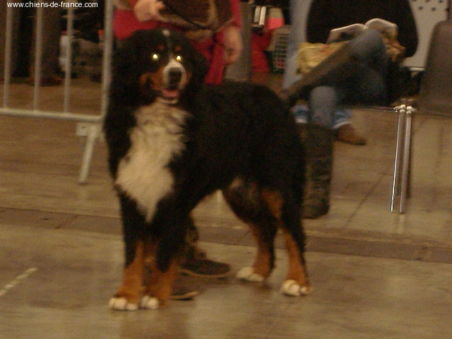 Valcom de la Ferme du Rotour - très bon 4 ème