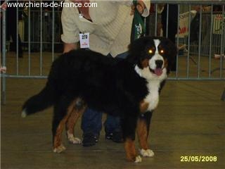 Calisse De la colline de rilhat - 1 ere très prometteur classe Puppy Femelle