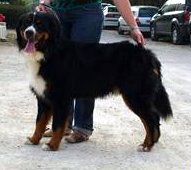 Valcom de la Ferme du Rotour - très bon