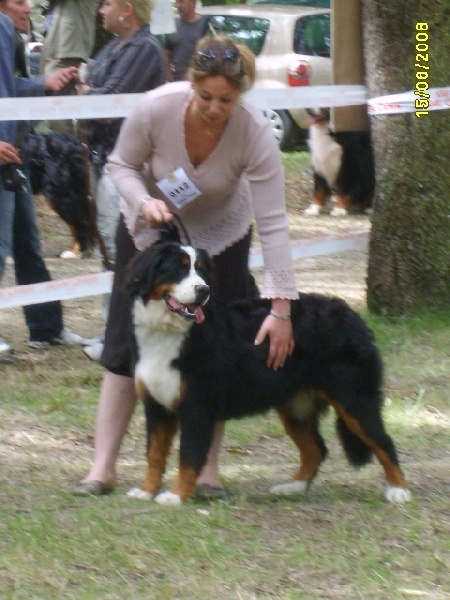 Calisse De la colline de rilhat - prometteur