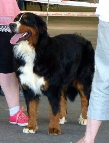 Indira du clos de la Cigalière - 1 ere Excellent RCACIB