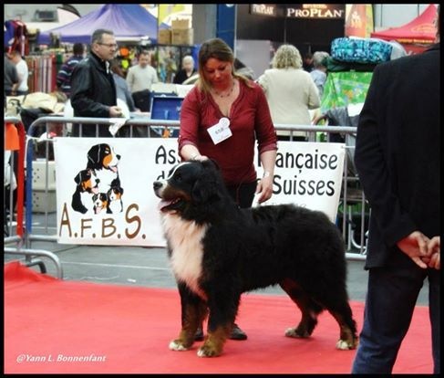 I am nounours du clos de la Cigalière - 1ère Exc inter mâle RCACS