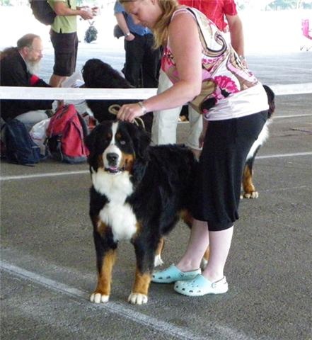 Calisse De la colline de rilhat - 2 ème EXCELLENT