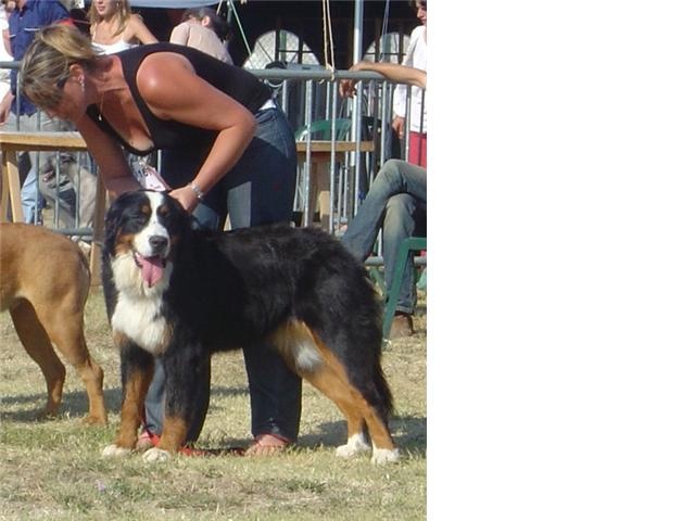 Calisse De la colline de rilhat - 1 er excellent meilleur jeune