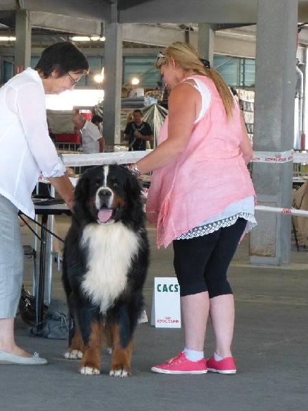 I am nounours du clos de la Cigalière - 1 er Exc RACIB