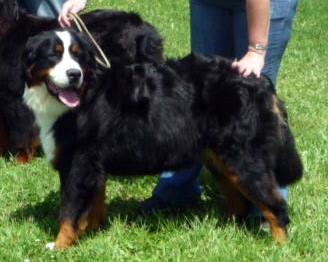 Calisse De la colline de rilhat - 1 er excellent RCACS