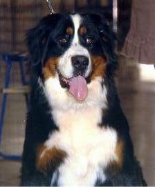 Calisse De la colline de rilhat - 2 ème très bon