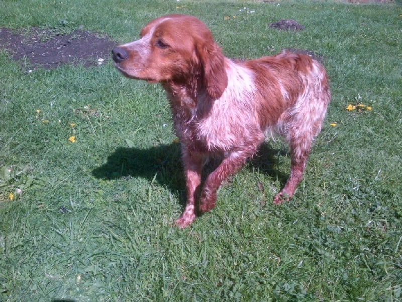 Jeep de la plume picarde