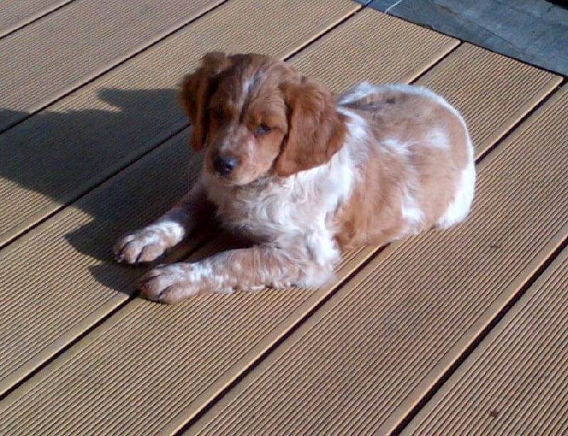 Jeep de la plume picarde