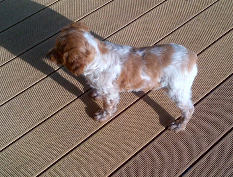 Jeep de la plume picarde