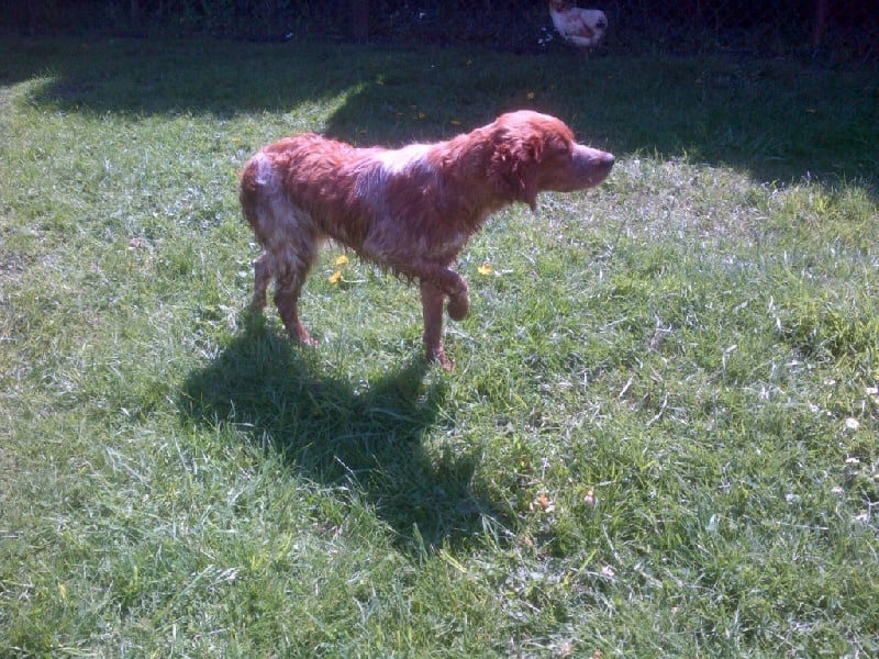 Jeep de la plume picarde