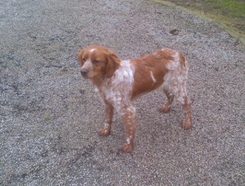 Jeep de la plume picarde