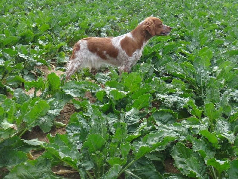 Jeep de la plume picarde