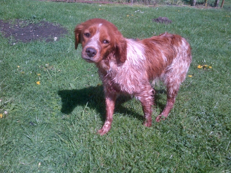 Jeep de la plume picarde