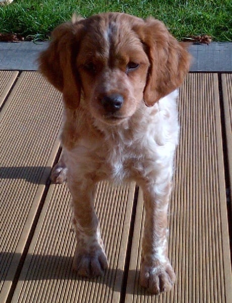 Jeep de la plume picarde