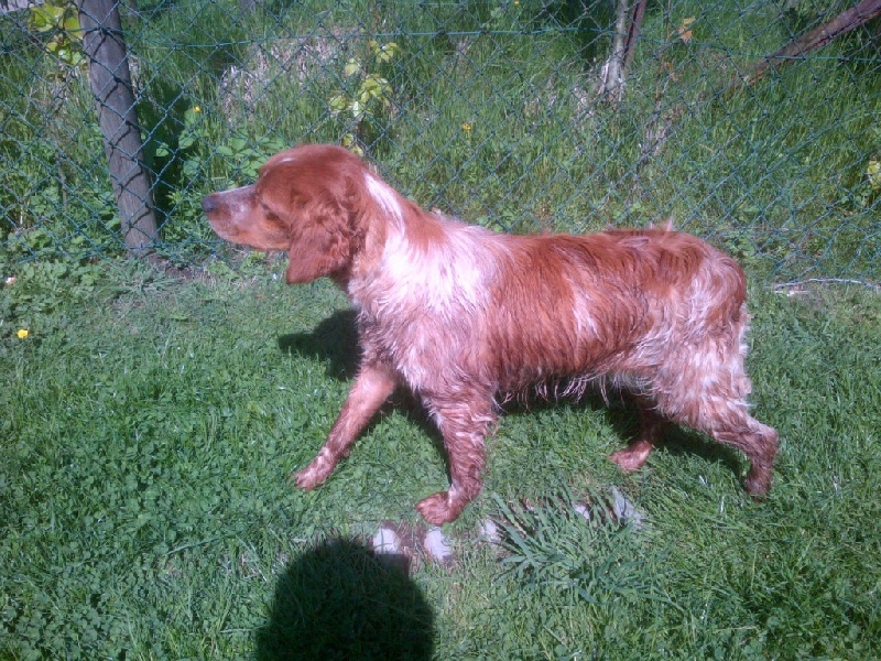 Jeep de la plume picarde
