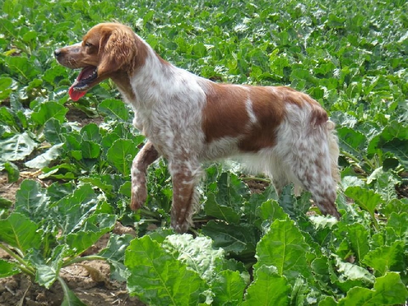 Jeep de la plume picarde