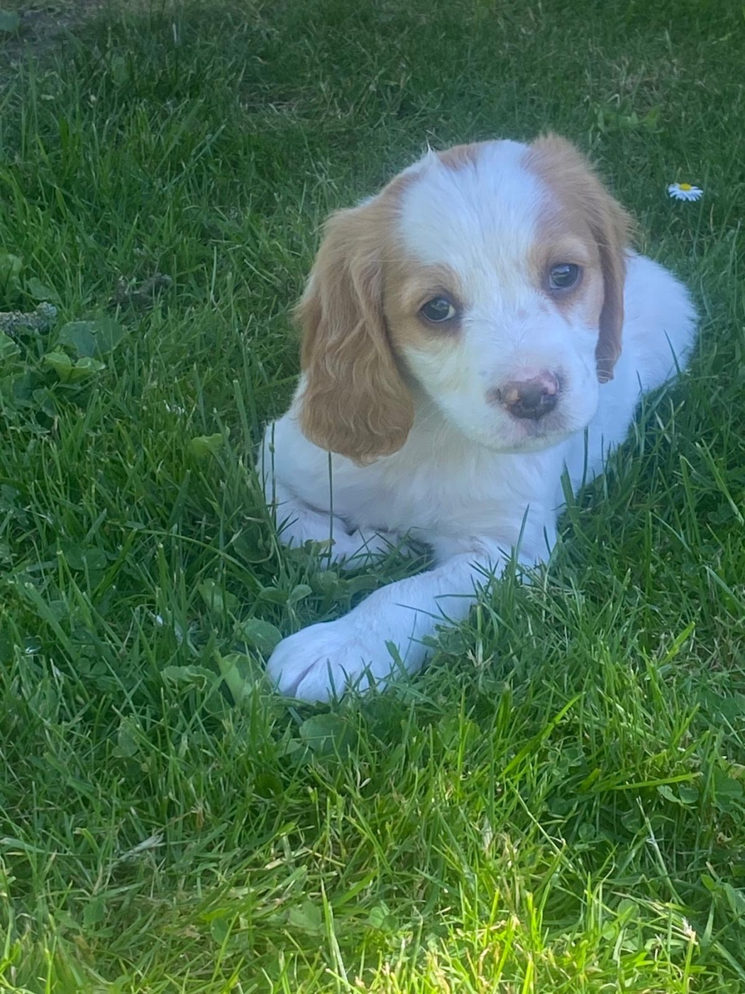 CHIOT 6