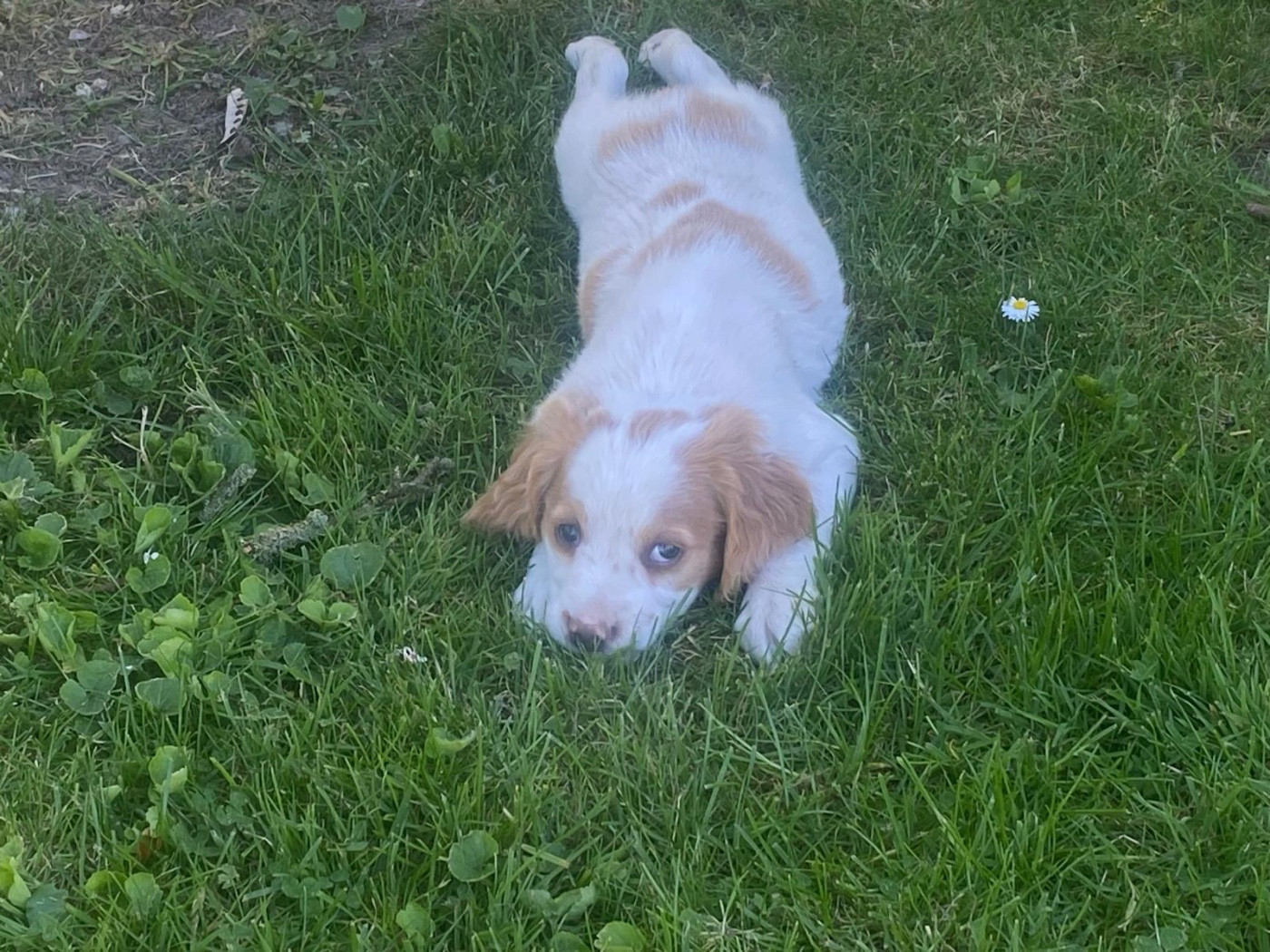 CHIOT 6