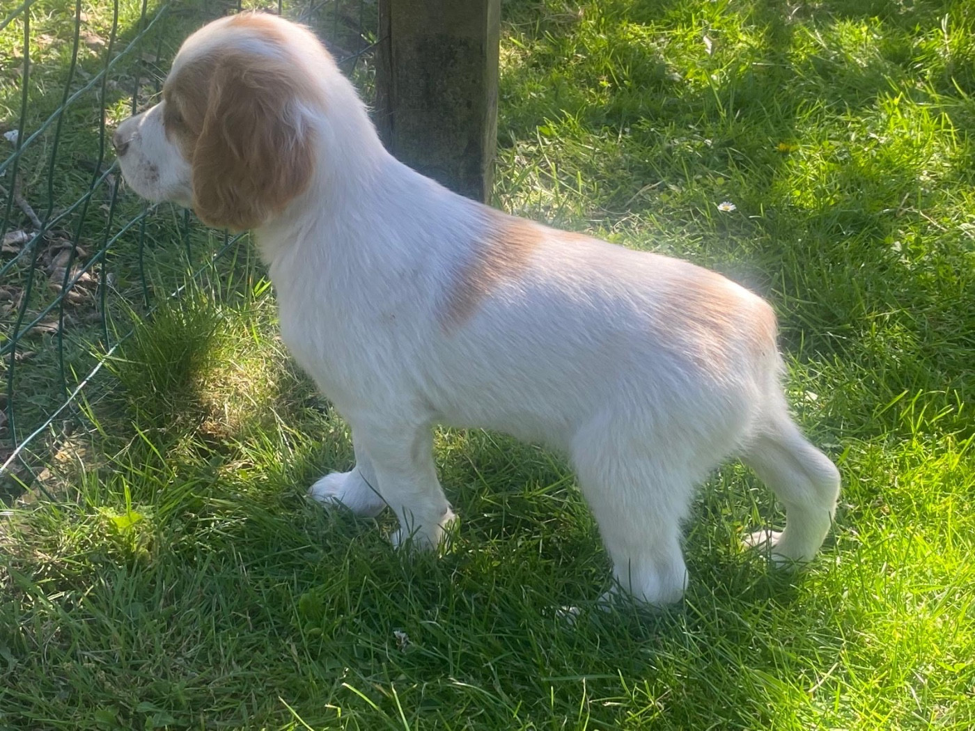 CHIOT 6