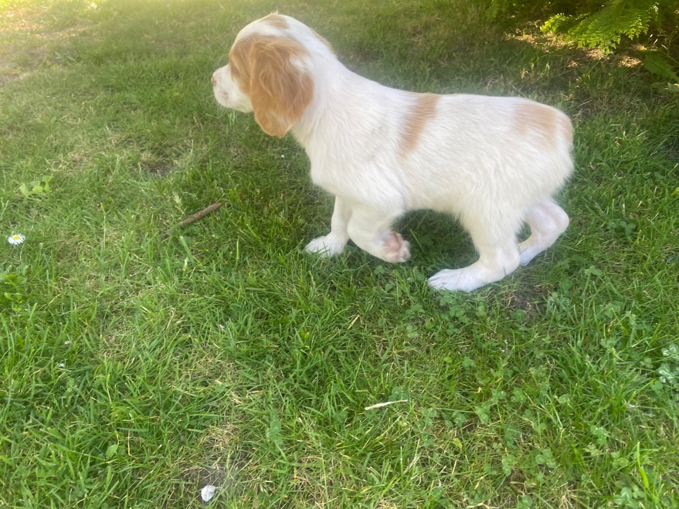 CHIOT 6