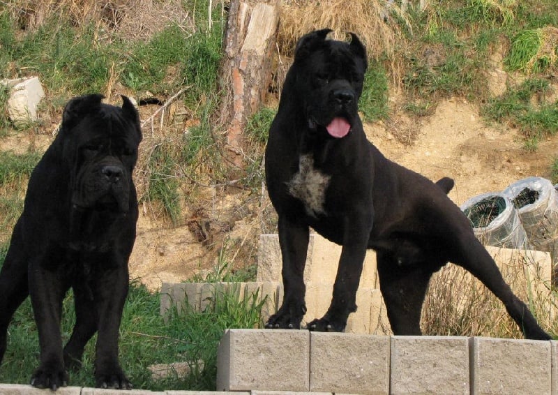 Publication : Rothorm Jy Dream