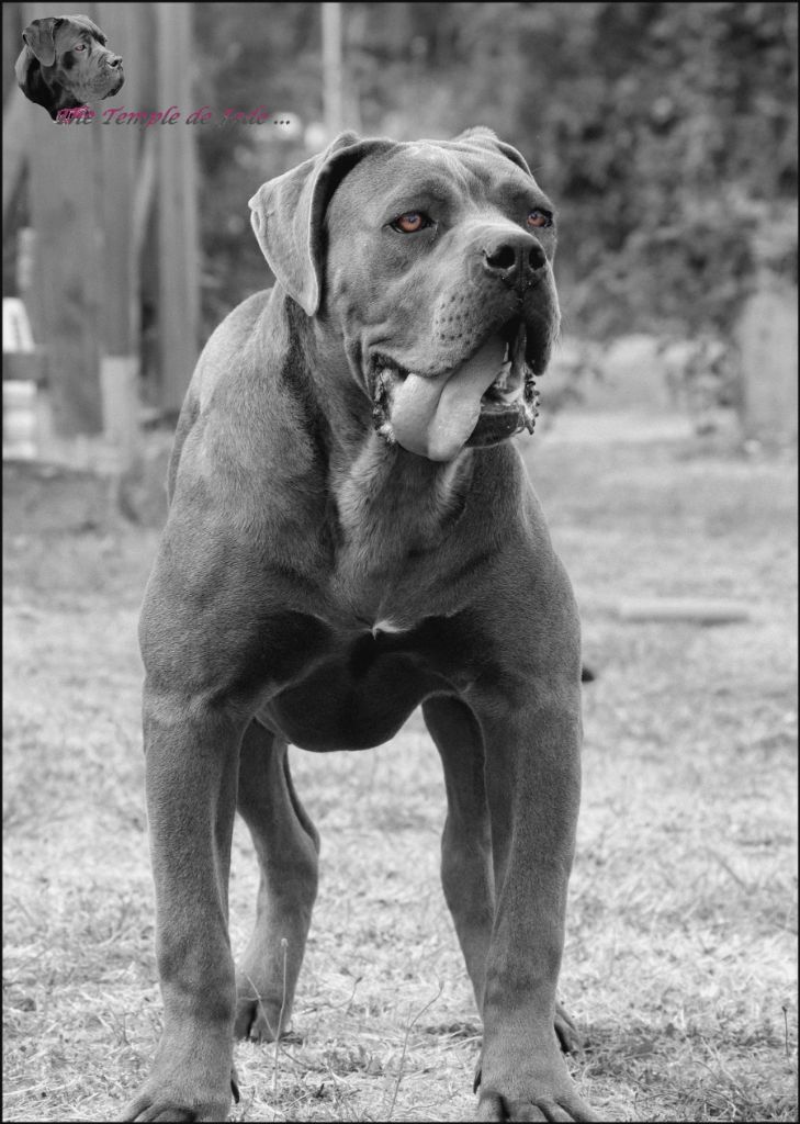 Publication : du temple de jade Auteur : Régis Duchaussoy