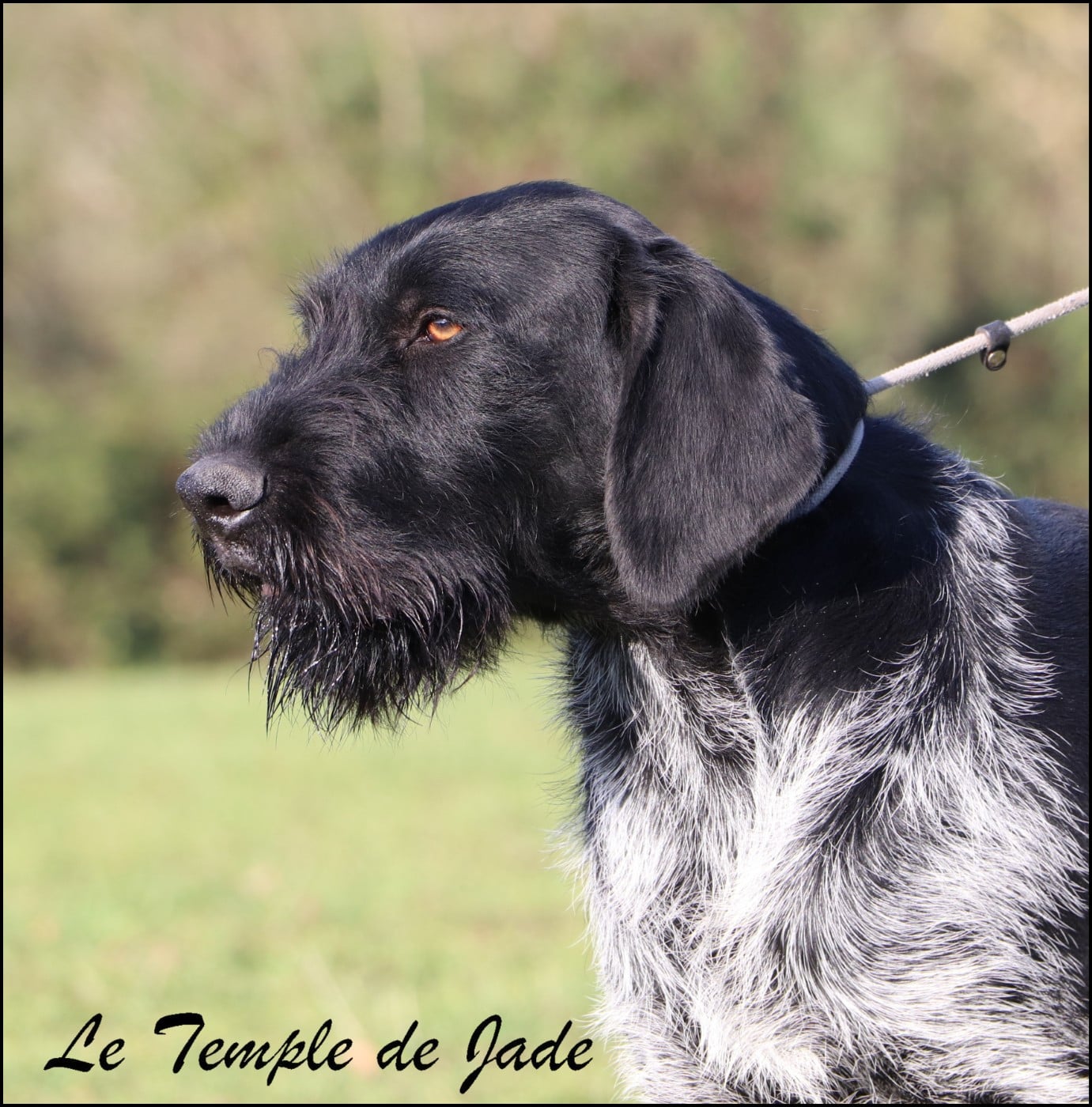 Veneur dit "NONO" Domaine du Grand Coin