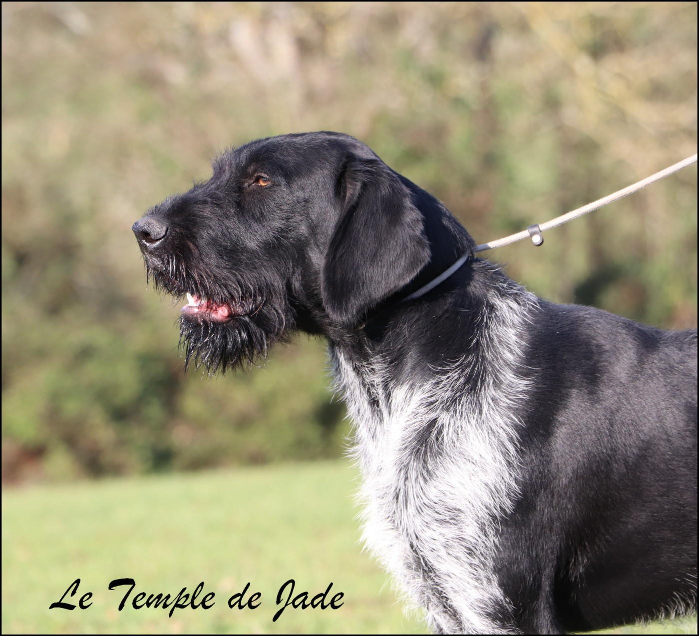 Veneur dit "NONO" Domaine du Grand Coin