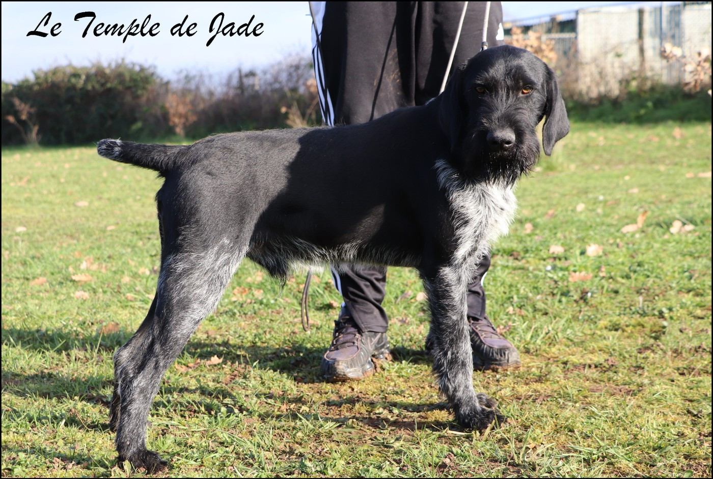 Veneur dit "NONO" Domaine du Grand Coin