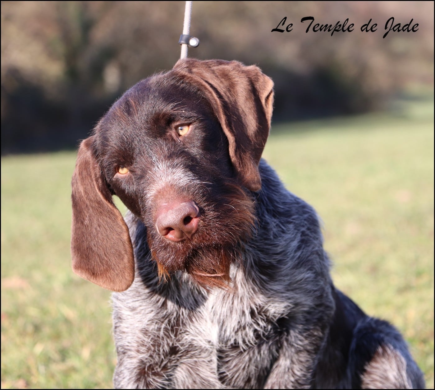 Publication : du temple de jade