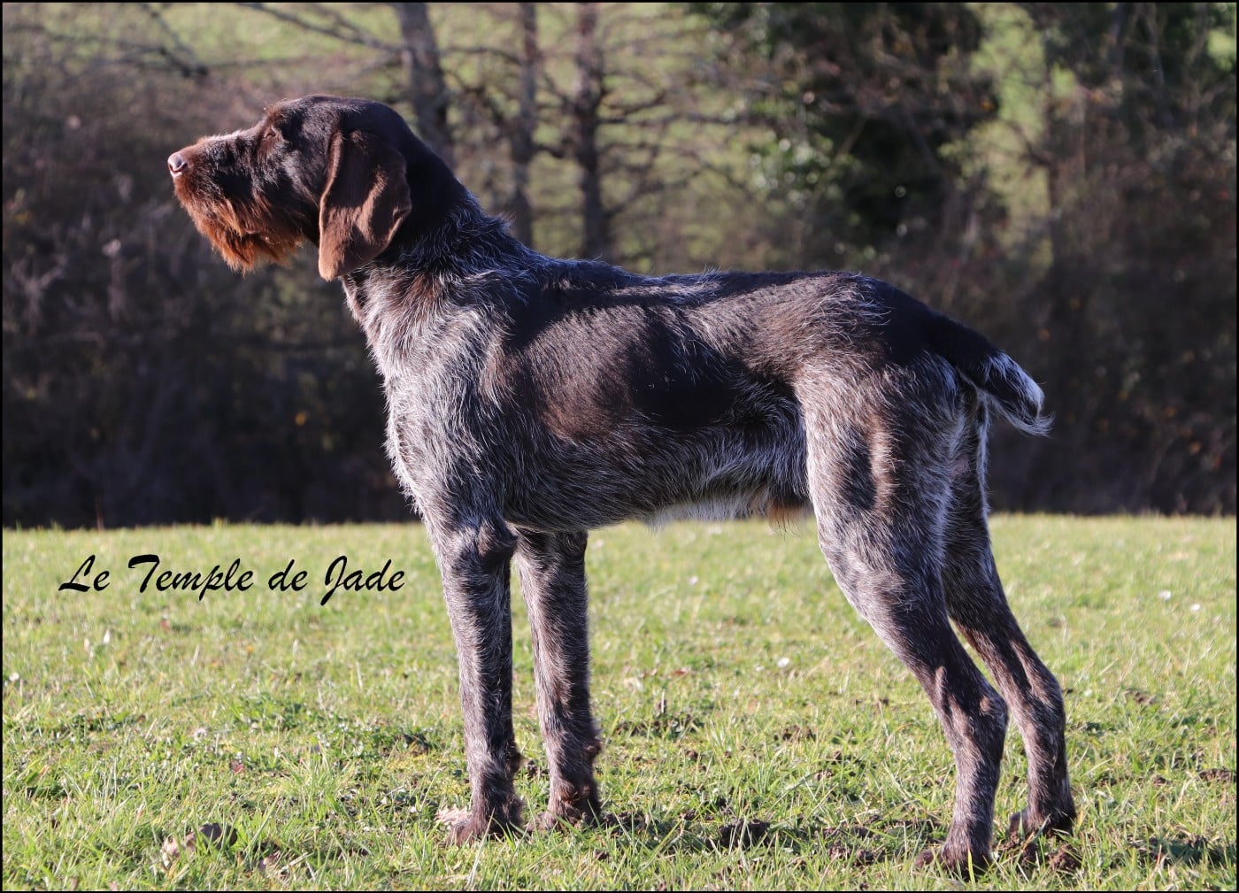 Publication : du temple de jade