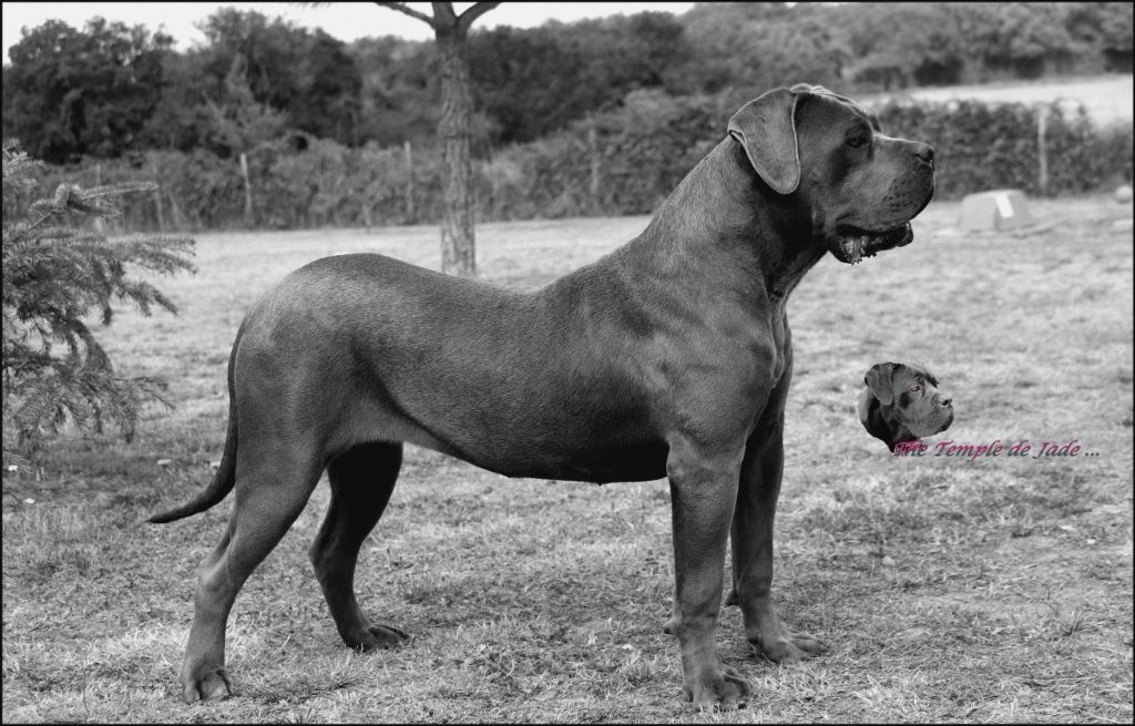 Publication : du temple de jade Auteur : Régis Duchaussoy