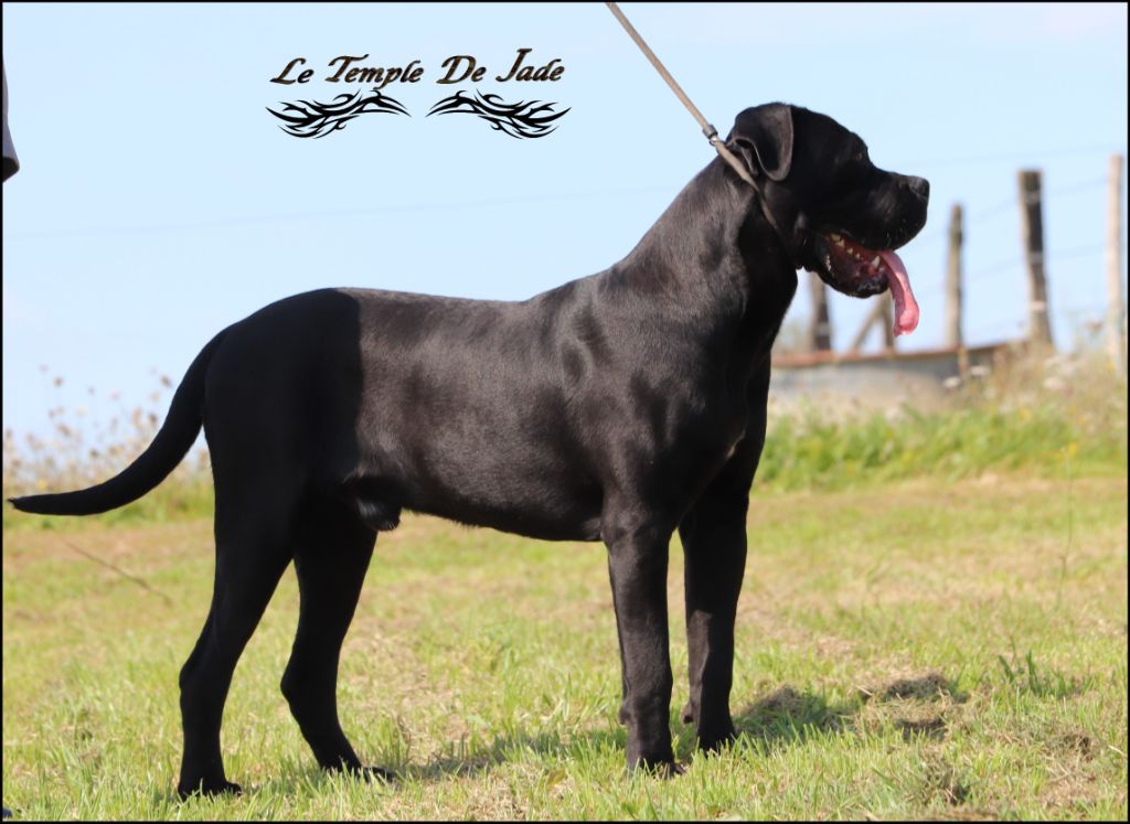 Publication : du temple de jade