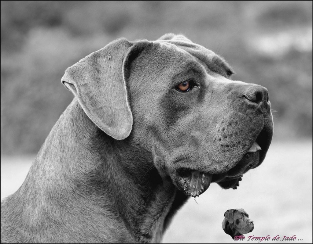Publication : du temple de jade Auteur : Régis Duchaussoy
