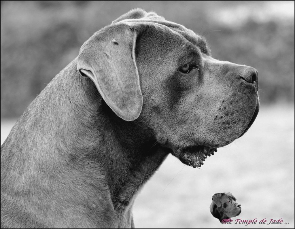 Publication : du temple de jade Auteur : Régis Duchaussoy