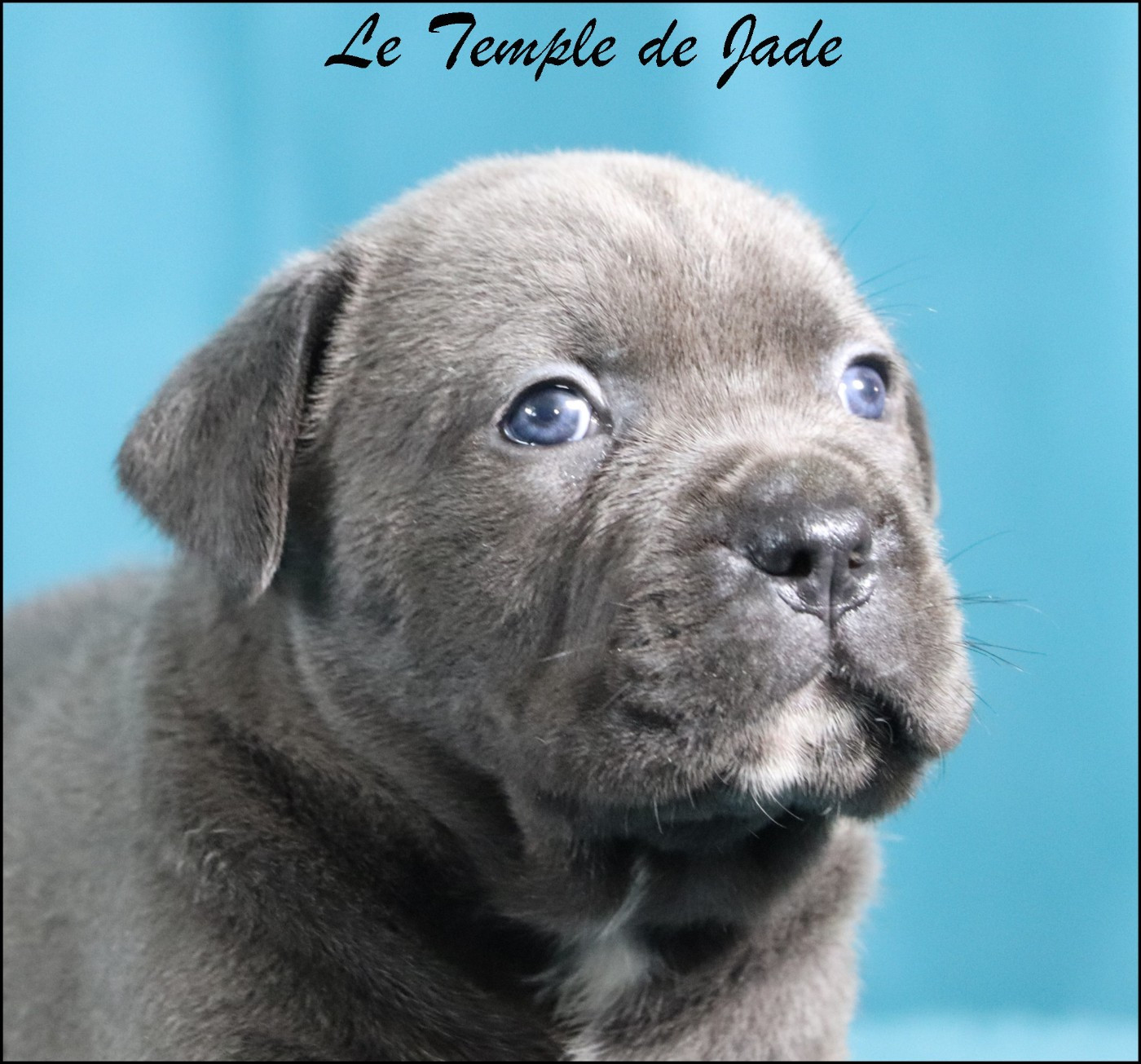 Cane Corso - du temple de jade