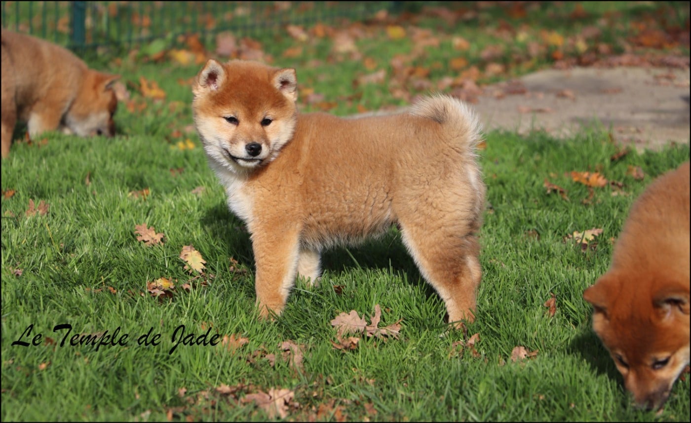 Shiba - du temple de jade